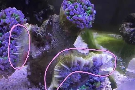 活珊瑚的正确养殖方法,姬珊瑚的养殖方法和注意事项