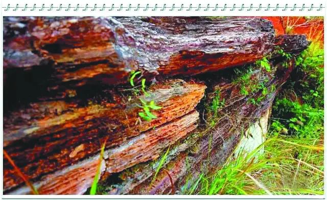 庐州石头传奇：“石公、石婆、石小姐”、“棋盘石”、“霸王石”……