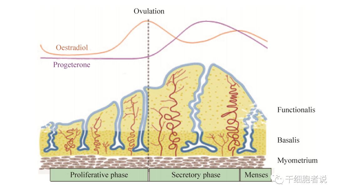 女性内膜干细胞,女性体内的干细胞