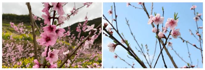 一个小山村的蜕变之路,一个小山村蝶变的背后