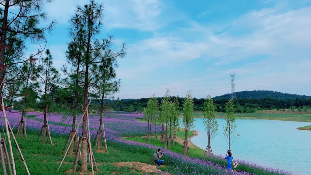 又一所大学要来！高淳，你真的要红了