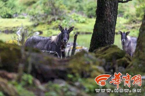 耳长像驴，颈鬃像马，尾巴像鹿，蹄子像牛.......秦岭山里的四不像你见过吗？