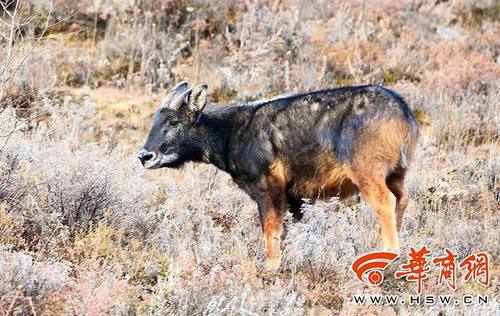 耳长像驴，颈鬃像马，尾巴像鹿，蹄子像牛.......秦岭山里的四不像你见过吗？