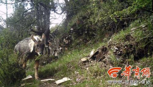 耳长像驴，颈鬃像马，尾巴像鹿，蹄子像牛.......秦岭山里的四不像你见过吗？