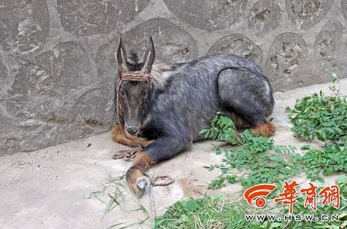 耳长像驴，颈鬃像马，尾巴像鹿，蹄子像牛.......秦岭山里的四不像你见过吗？