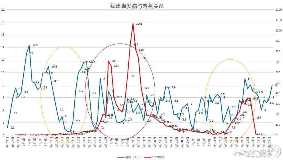 鲫鱼出血病最快的治疗方法,鲫鱼行情最新消息
