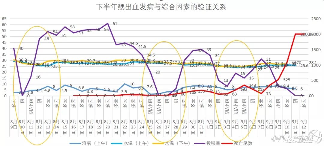 鲫鱼出血病最快的治疗方法,鲫鱼行情最新消息