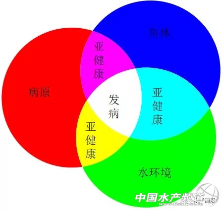 鲫鱼出血病最快的治疗方法,鲫鱼行情最新消息