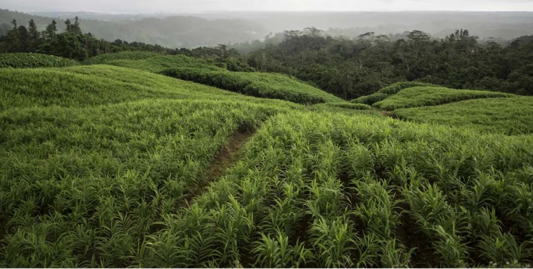 拯救食欲的夏天,夏日食欲拯救以辣开胃