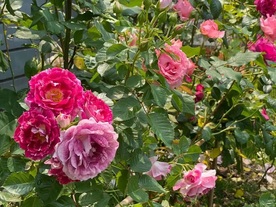 石康作品青春三部曲,石康谈奋斗