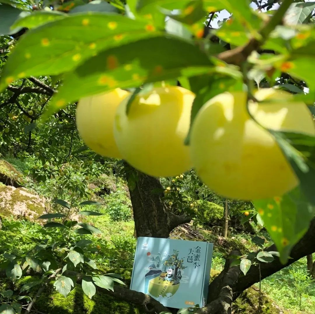 大邑周边带孩子玩的宝藏地,大邑宝藏登山地