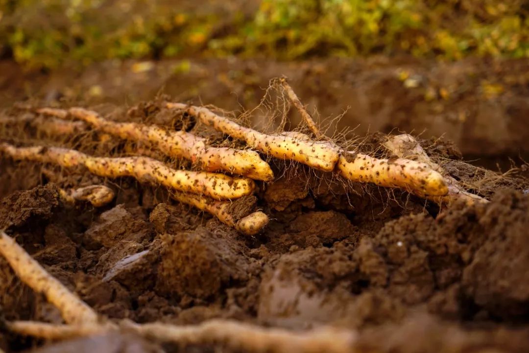 麻花吃起来又香又酥又甜,麻花吃起来又香又酥