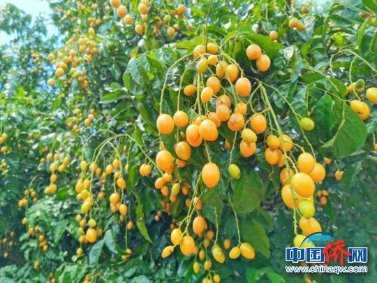 广东人爱吃的黄皮,广东台山吃啥