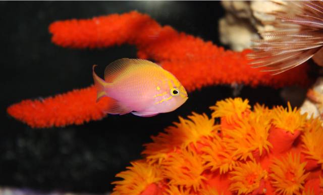 海水疾病,海水鱼疾病图鉴