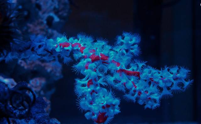 海水疾病,海水鱼疾病图鉴