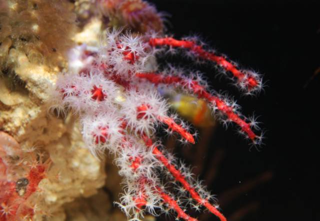 海水疾病,海水鱼疾病图鉴