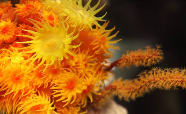 海水疾病,海水鱼疾病图鉴