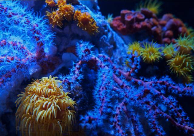 海水疾病,海水鱼疾病图鉴