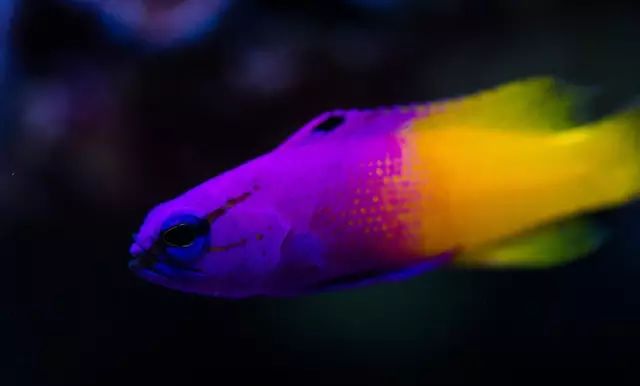 看这里，老司机花式玩转海水鱼