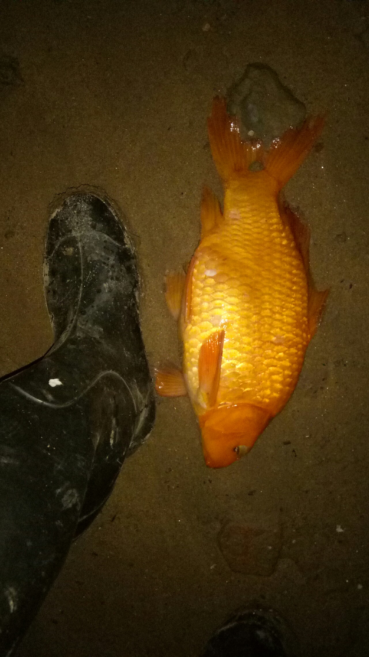 乌龙江野钓,乌龙江有什么鱼钓