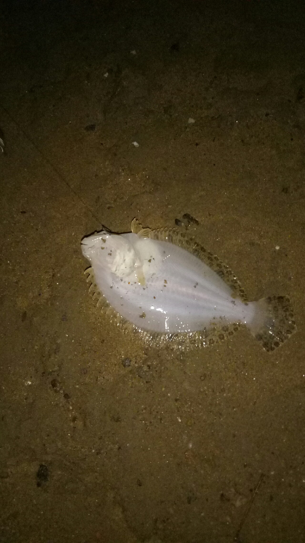 乌龙江野钓,乌龙江有什么鱼钓