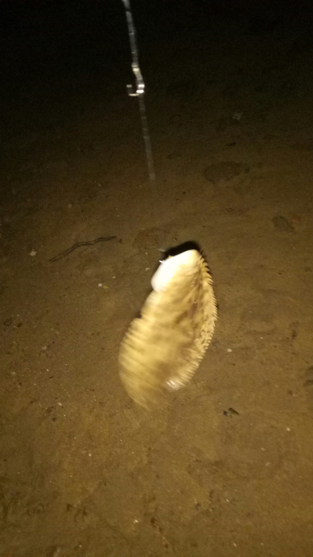 乌龙江野钓,乌龙江有什么鱼钓