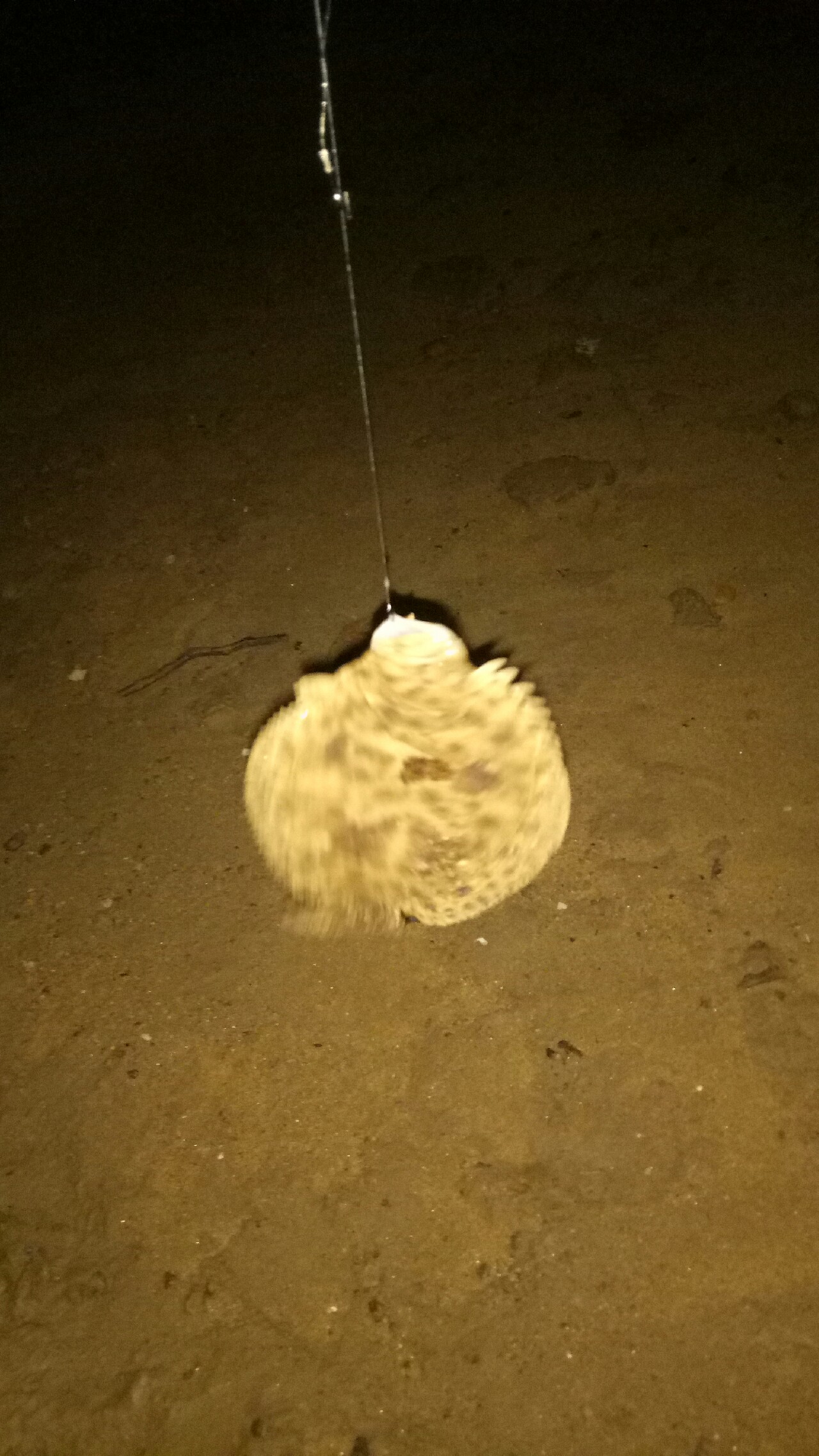 乌龙江野钓,乌龙江有什么鱼钓