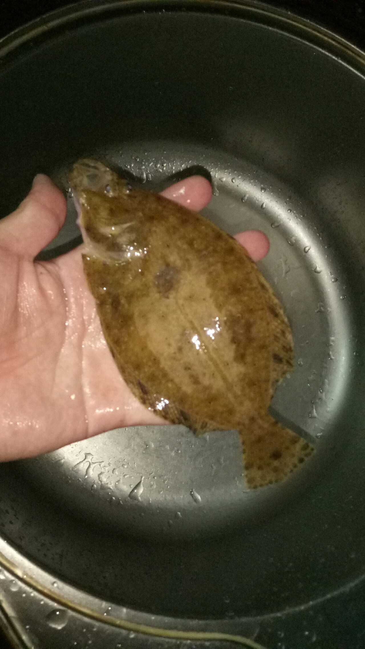 乌龙江野钓,乌龙江有什么鱼钓