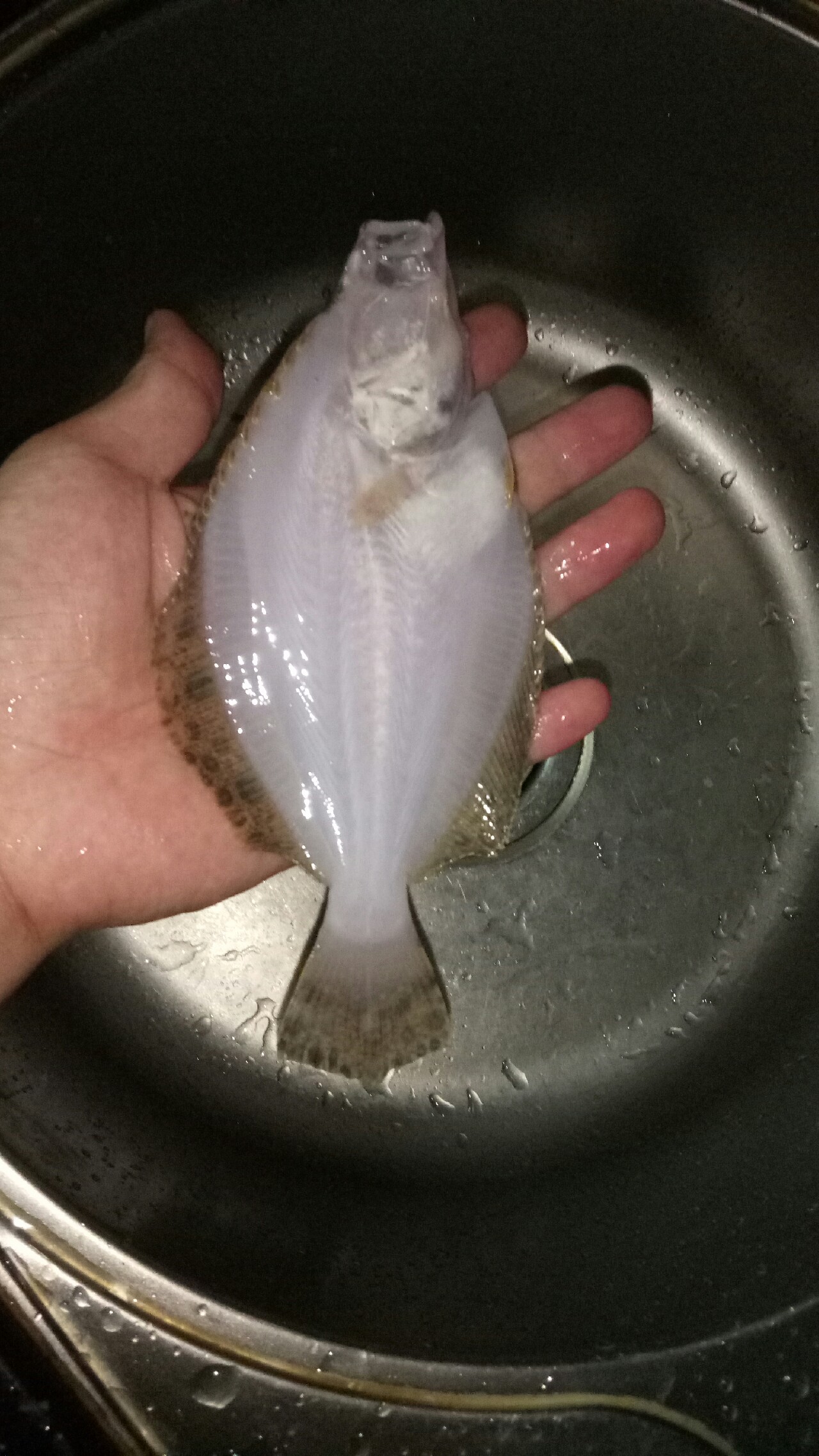 乌龙江野钓,乌龙江有什么鱼钓