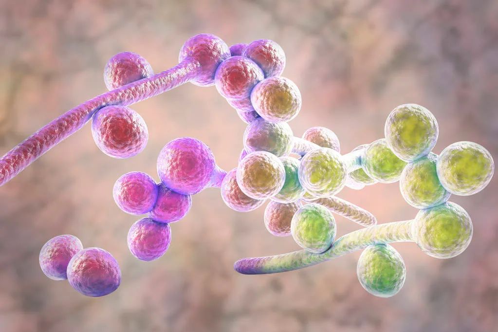 《科学》聚焦真菌AB面，全新认知和待解问题都有啥？