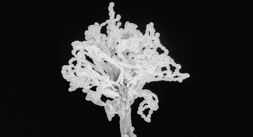 《科学》聚焦真菌AB面，全新认知和待解问题都有啥？