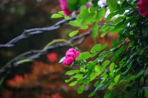 西安周边山间小院,西安周围秦岭高品质小院