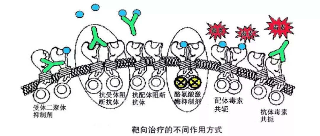 癌症的免疫治疗文献综述论文,综述癌症的免疫细胞疗法