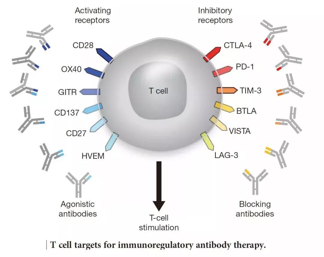 癌症的免疫治疗文献综述论文,综述癌症的免疫细胞疗法
