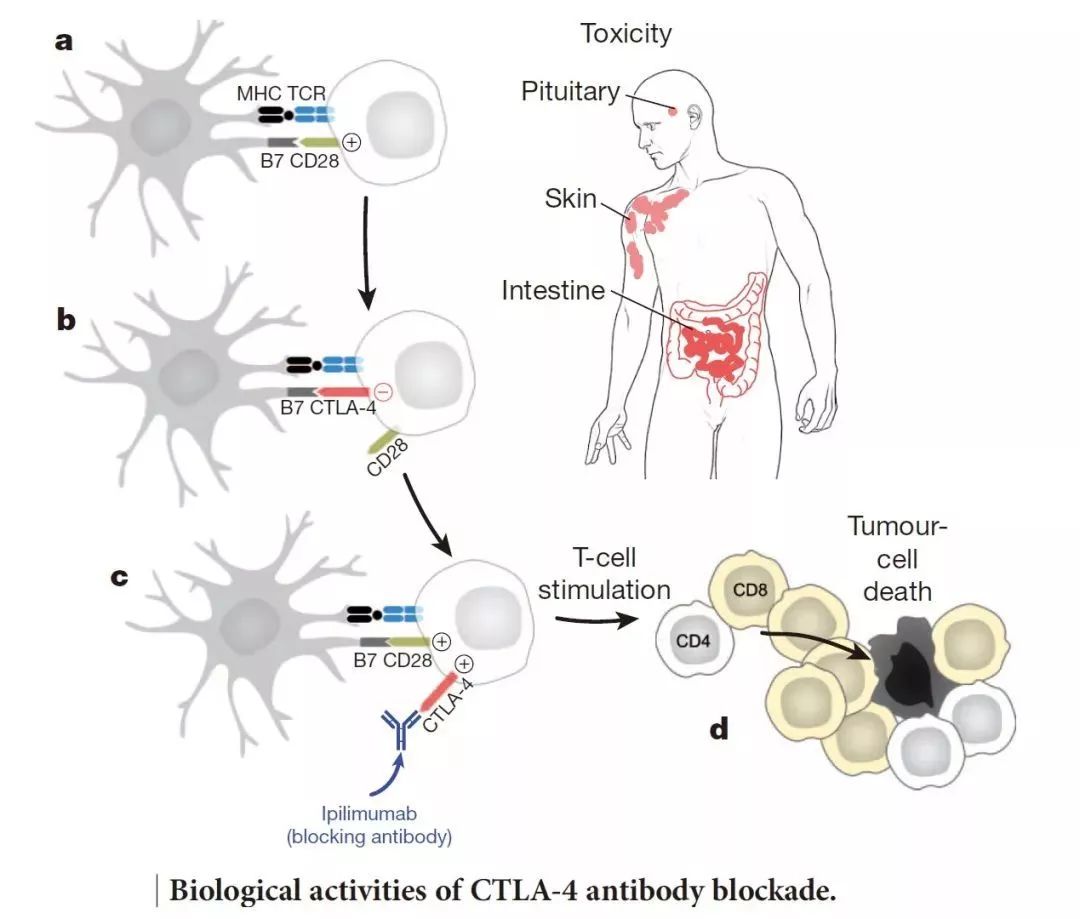 癌症的免疫治疗文献综述论文,综述癌症的免疫细胞疗法