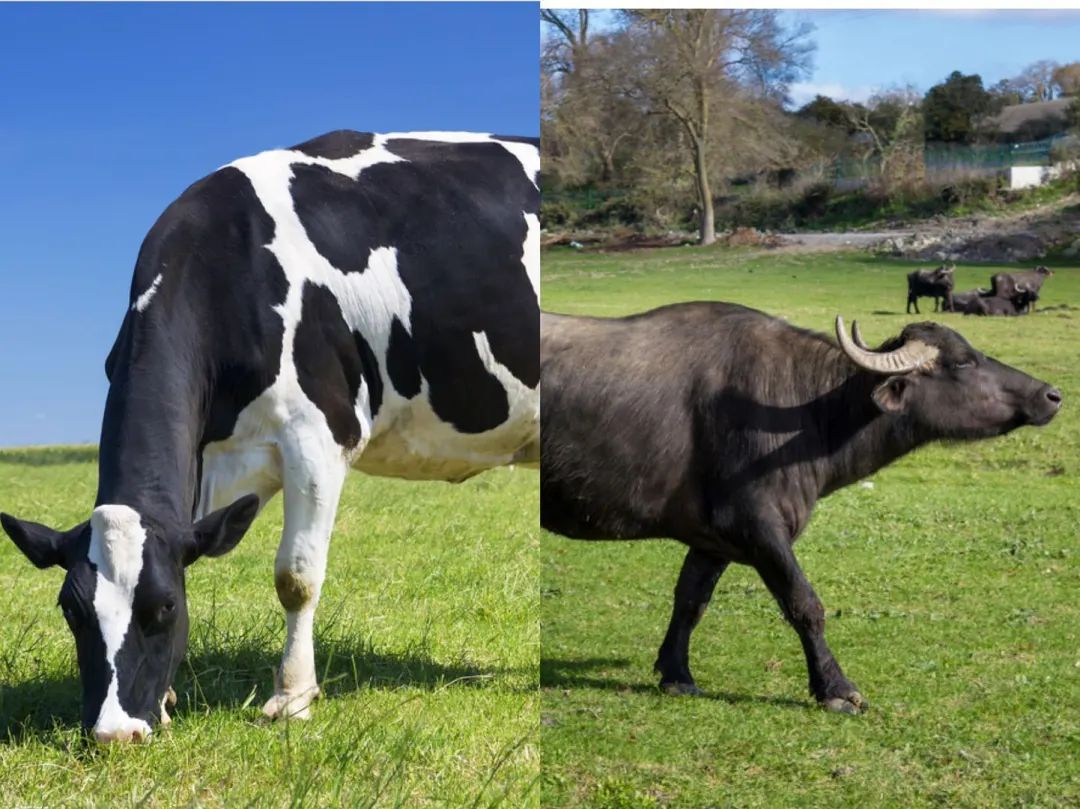 突然爆红的水牛奶，真的值得买吗？