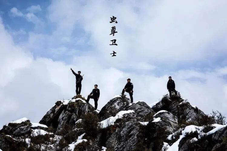 他们不是山神，却是虫草山上的守护神！