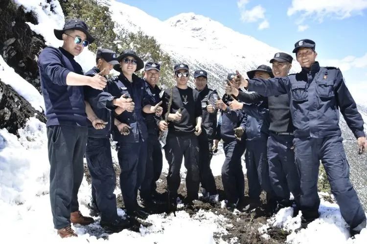 他们不是山神，却是虫草山上的守护神！