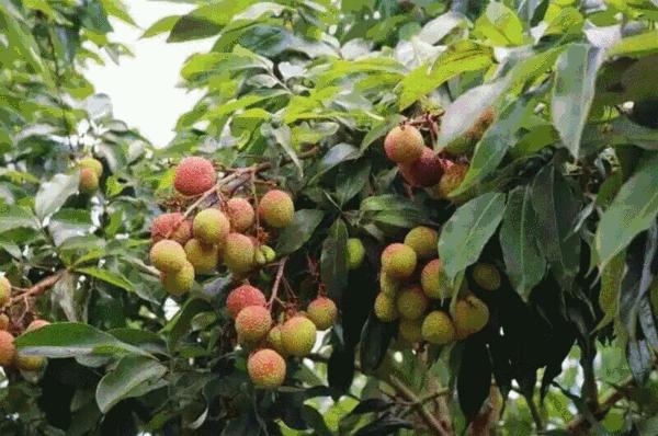 吃荔枝中毒的后果有多严重,荔枝吃多了会休克而死吗