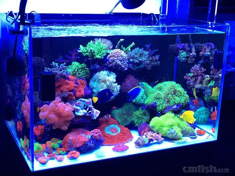 下海7年淌过无数的雷，他想告诉你这6个海缸维护经验