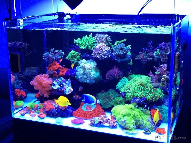 下海7年淌过无数的雷，他想告诉你这6个海缸维护经验