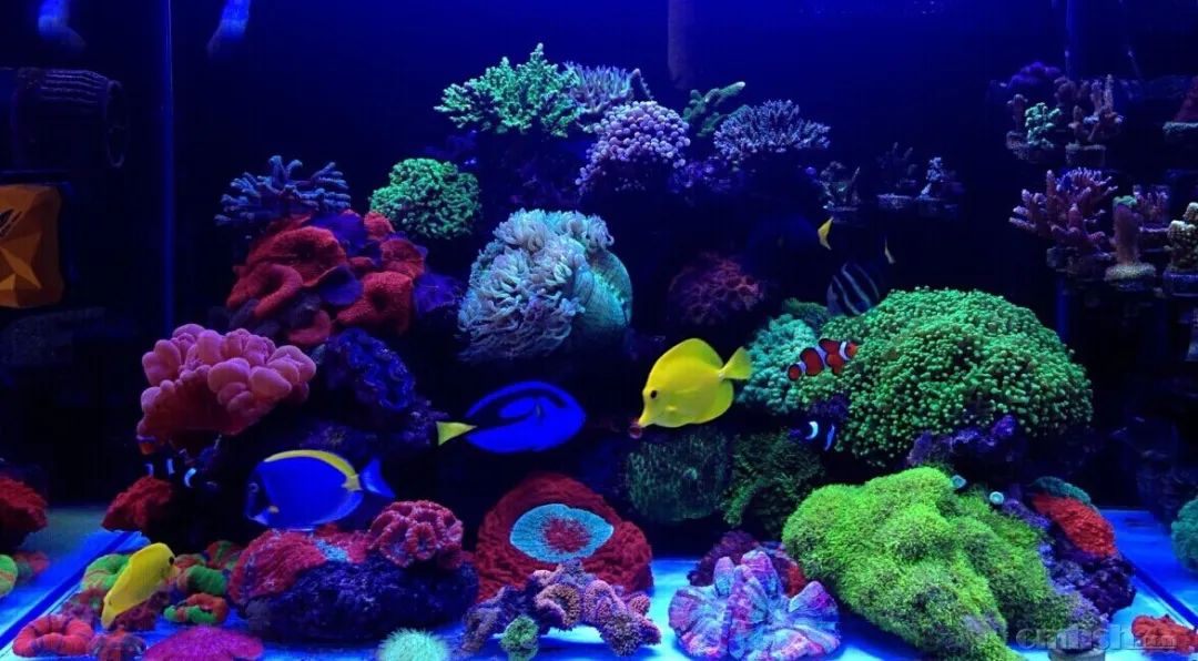 下海7年淌过无数的雷，他想告诉你这6个海缸维护经验