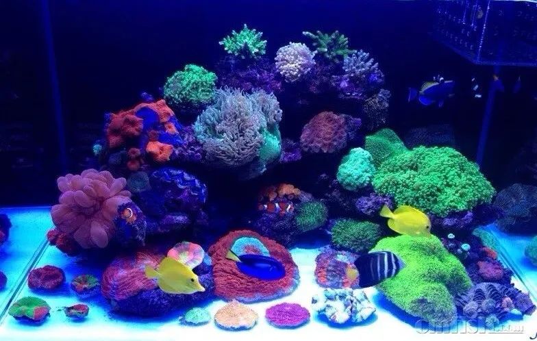 下海7年淌过无数的雷，他想告诉你这6个海缸维护经验