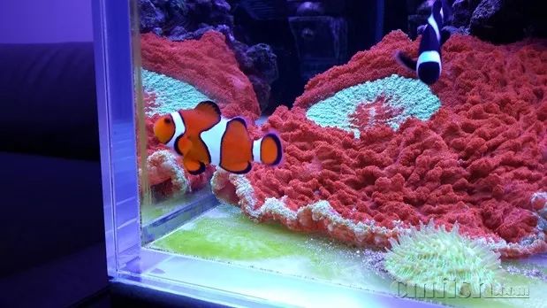 下海7年淌过无数的雷，他想告诉你这6个海缸维护经验