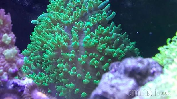 下海7年淌过无数的雷，他想告诉你这6个海缸维护经验