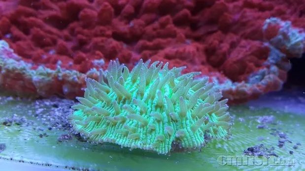 下海7年淌过无数的雷，他想告诉你这6个海缸维护经验