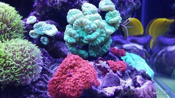 下海7年淌过无数的雷，他想告诉你这6个海缸维护经验