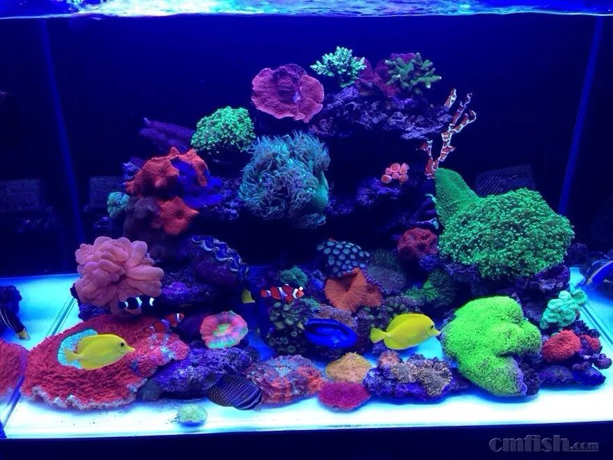 下海7年淌过无数的雷，他想告诉你这6个海缸维护经验