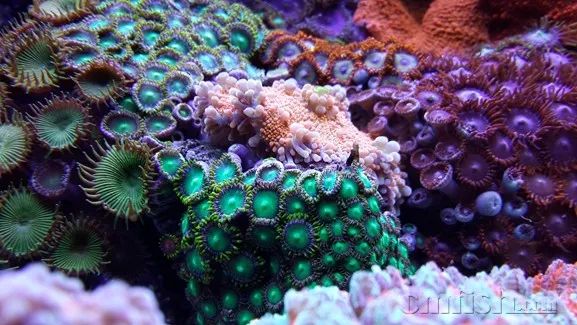 下海7年淌过无数的雷，他想告诉你这6个海缸维护经验