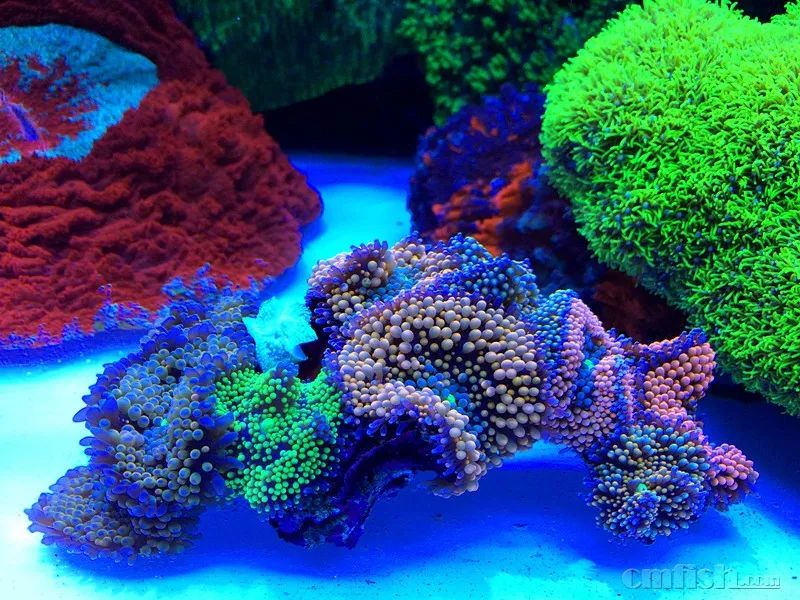 下海7年淌过无数的雷，他想告诉你这6个海缸维护经验